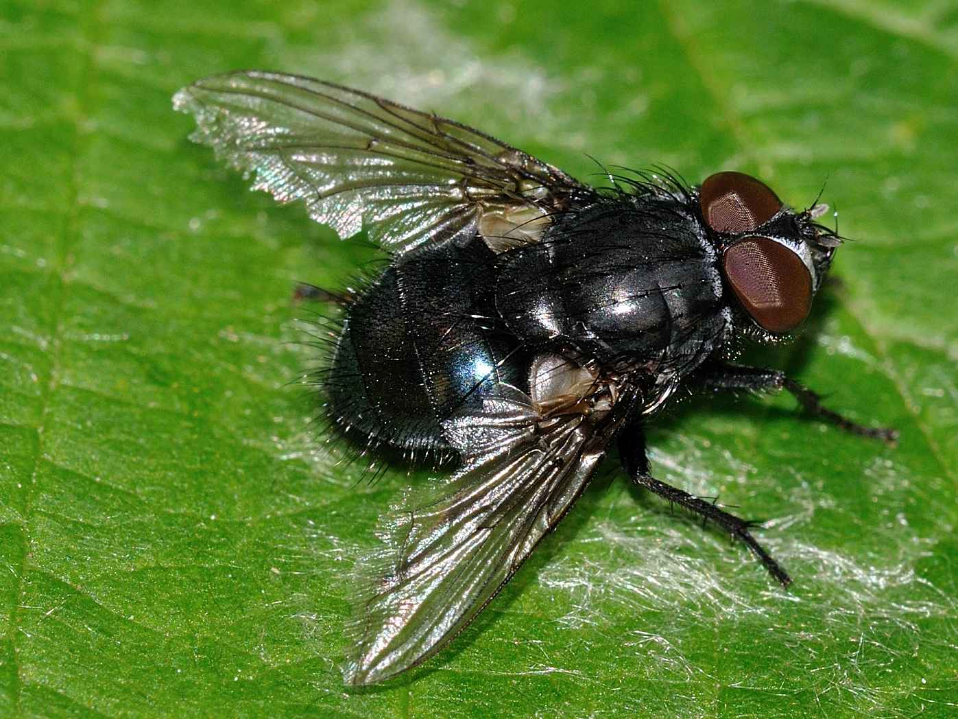 Calliphoridae  - Calliphora sp. ?